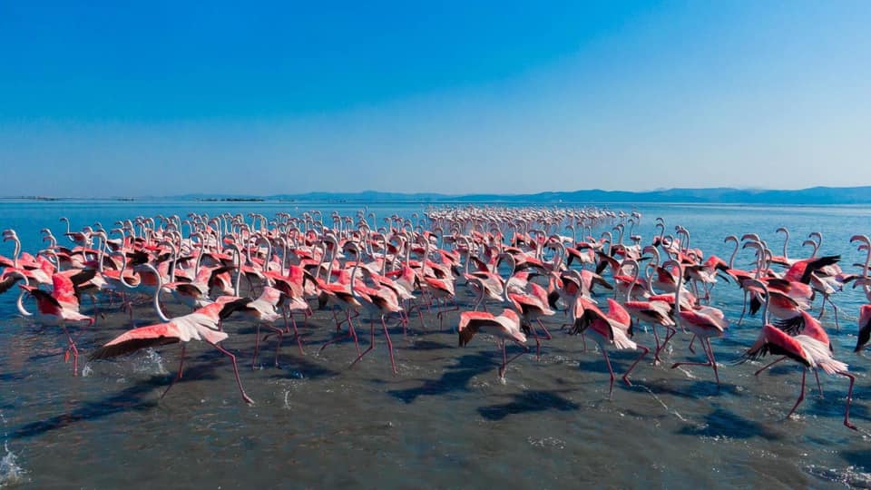 Flamingo birds in Narta lagoon, Vlore